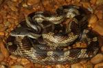 Lyon County Rat Snake 2013.
