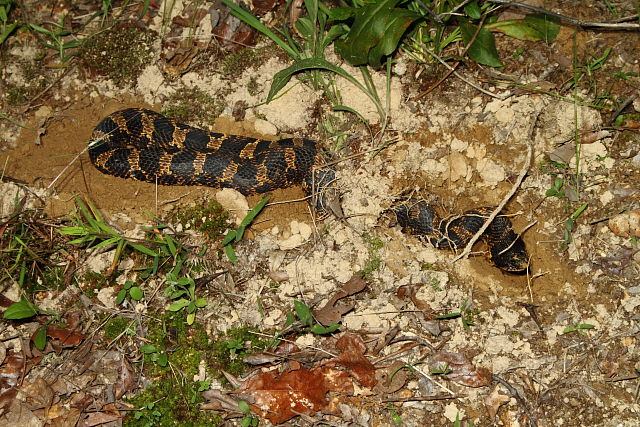 A Gravid Female Hognose Digging A Nest For Her Eggs 2013.