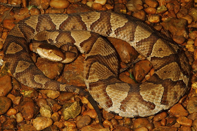 A Copperhead From Lyon County 2013.