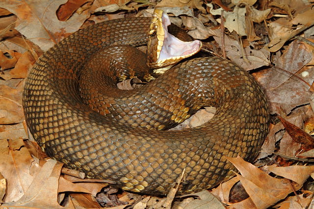 A Cottonmouth Found June 2013.