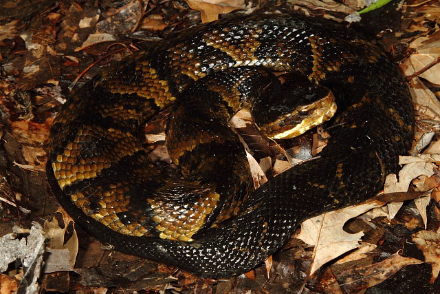 A Cottonmouth Found June 2013.