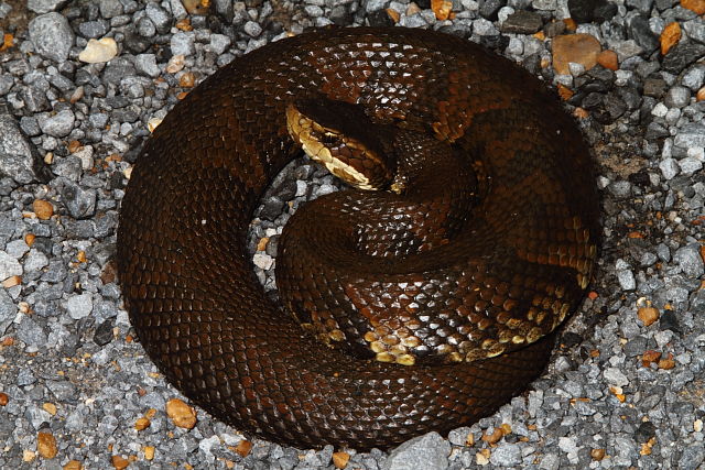 A Cottonmouth Found June 2013.