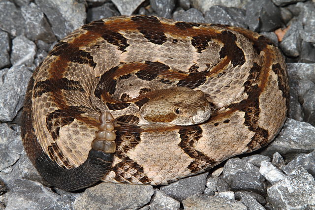 West Kentucky Timber Found 2013.