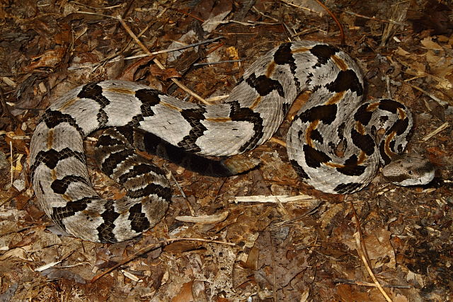 West Kentucky Timber Found 2013.