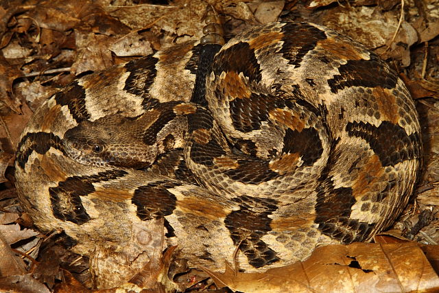 West Kentucky Timber Found 2013.