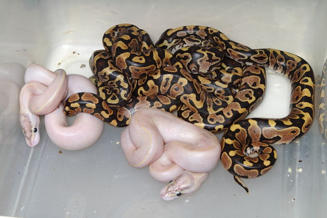 2013 Ivory Ball Python Clutch Hatch 6 June.