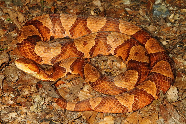 A 40 Inch Long Copperhead Found June 2013.