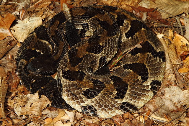 Timber Rattlesnake Found In Casey County 2013.