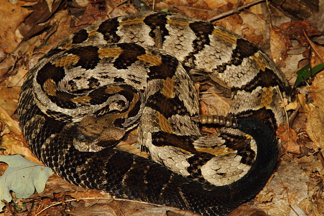 Timber Rattlesnake Found In Casey County 2013.