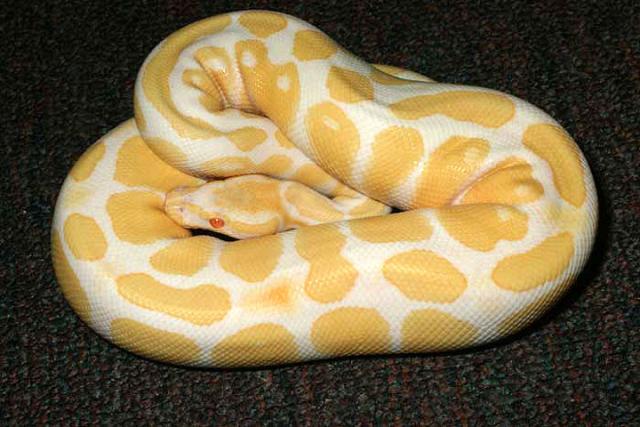 Albino Ball Male Breeder.