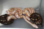 2013 Ball Python Clutch #5 Hatched 17 June. Genetic Banded Albino X Banded Het Albino. Both Breeders Possible Het Snow From Para