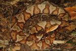 A Copperhead With A Full Belly. Bullitt County, KY June 2013.