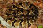 50 Inch Male Timber Rattlesnake Found On Grassy Knob 2013.