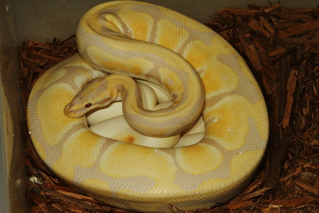 Lavendar Albino X Lavander Albino Clutch Laid 23 June 2013. 