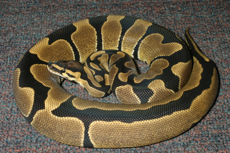 Tiger Possible Double Het Snow Breeder.