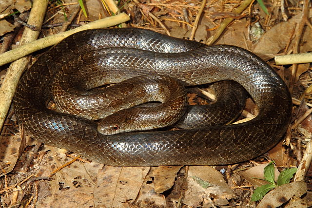 A Prairie Kingsnake From Hart County, KY 2013.