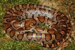 Eastern Milksnake From Casey County 2013.