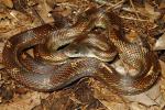 A Rat Snake From Hart County 2013.
