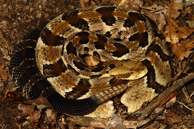 Gravid Female Timber Rattlesnake 2013.