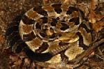 Gravid Female Timber Rattlesnake 2013.