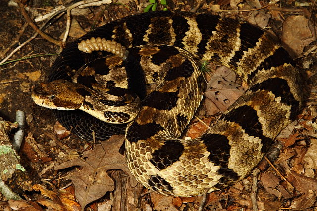 Gravid Female Timber Rattlesnake 2013.