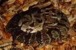 Gravid Female Timber Rattlesnake 2013.