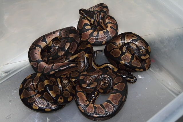 Albino Genetic Banded X Pied 2013 Ball Clutch #6. Paradox Line Pos Het Snow Hatch 30 June.