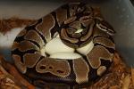 2013 Ball Python Clutch #9 Laid 7 July. Albino Tiger Paradox Line PH Snow X Pos Double Het Snow.