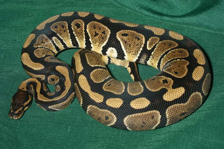 66% Het Axanthic 50% Het Albino Breeder.