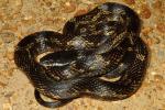 Rat Snake Found In Hickman County July 2013.