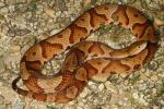 Copperhead Over 38 Inches Lyon County 2013.