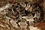 Timber Rattlesnake Over 40 Inches Long Lyon County 2013.