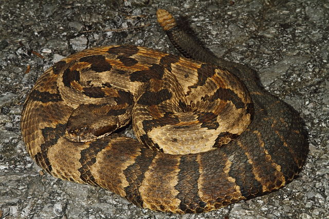 Timber Rattlesnake Lyon County 2013.