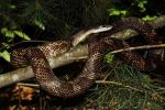 Wolfe County Rat Snake July 2013.