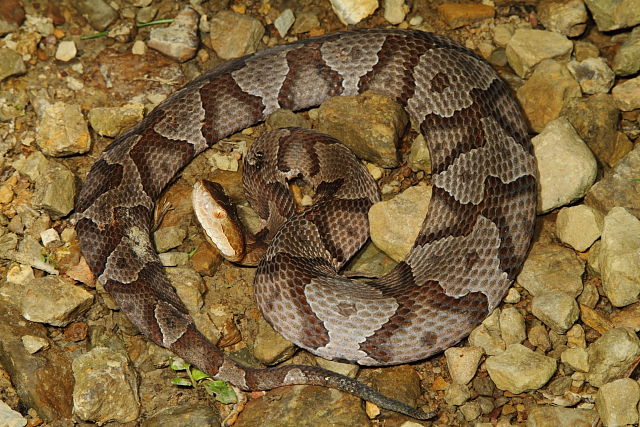 Powell County Copperhead July 2013.