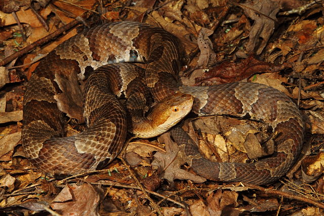 Wolfe County Copperhead July 2013.