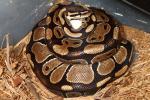 2013 Ball Python Clutch#13 Het Albino X Albino Tiger Laid 20 July.