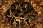 Timber Rattlesnake Found Under A Board July 2013.