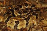 Timber Rattlesnake Found Under A Board July 2013.