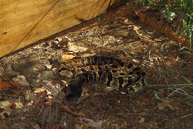 Two Timber Rattlesnakes Insitu July 2013.