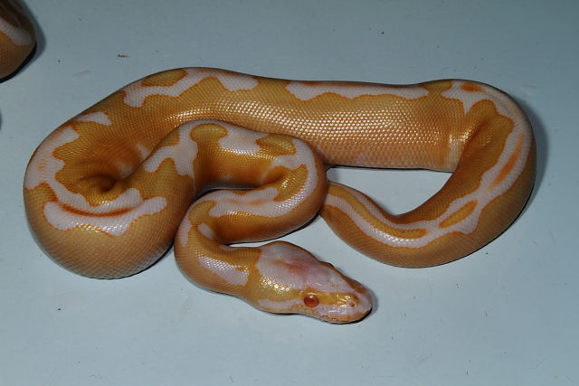 Genetic Banded Super Tiger Albino Ball Python Female Poss. Het Snow From Paradox Albino-Producing Line Hatch July 2013.