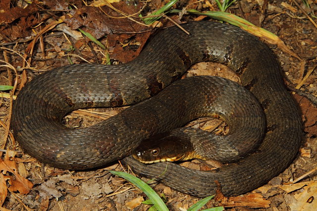 Nerodia sipedon From Bullitt County, KY. 2013