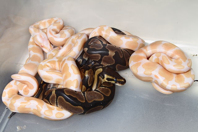 2013 Ball Python Clutch #9. Tiger Het Albino X Albino Het Snow Hatch 24 July.