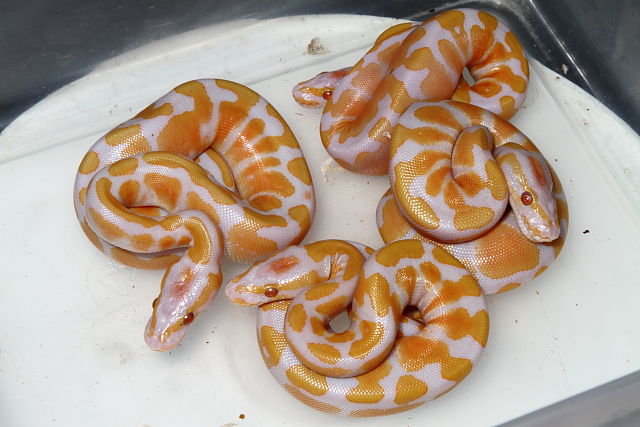 Lavendar Albino Clutch Hatched 28-30 August 2013.