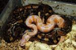 Ball Python 2013 Clutch #13 Albino Tiger X PDH SNOW Hatch 20 September 13. Paradox Line.