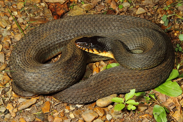 Plainbelly Water Snake Graves County, KY September 2013.