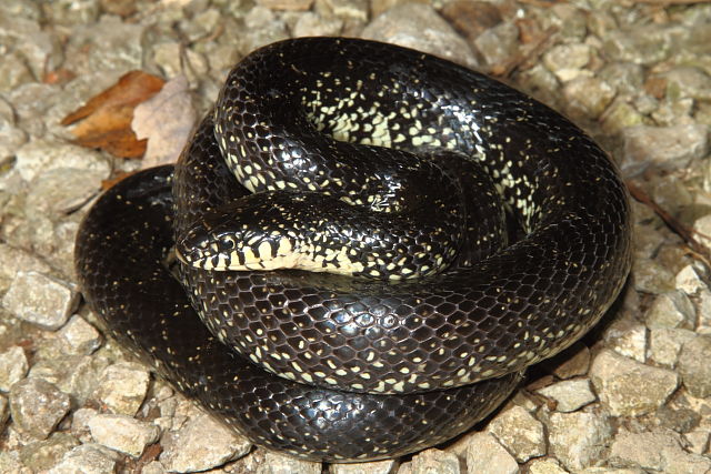 Female Black Kingsnake From Edmonson County September 2013.