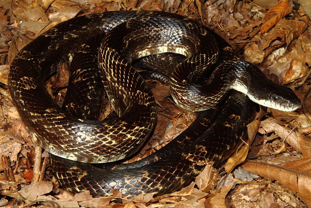 Male Rat Snake From Calloway County, KY September 2013.