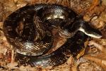 Male Rat Snake From Calloway County, KY September 2013.