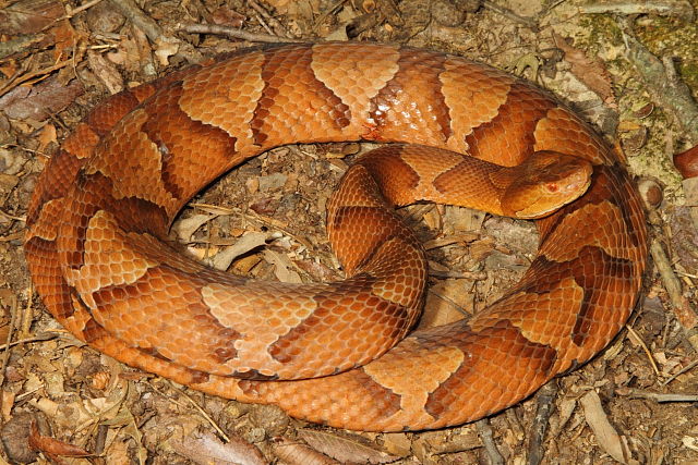 Copperhead Found in Trigg County, KY September 2013.